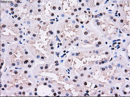 PSMD10 / Gankyrin Antibody - IHC of paraffin-embedded Kidney tissue using anti-PSMD10 mouse monoclonal antibody. (Dilution 1:50).