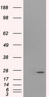 PSMD10 / Gankyrin Antibody - HEK293T cells were transfected with the pCMV6-ENTRY control (Left lane) or pCMV6-ENTRY PSMD10 (Right lane) cDNA for 48 hrs and lysed. Equivalent amounts of cell lysates (5 ug per lane) were separated by SDS-PAGE and immunoblotted with anti-PSMD10.