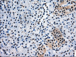 PSMD10 / Gankyrin Antibody - IHC of paraffin-embedded pancreas tissue using anti-PSMD10 mouse monoclonal antibody. (Dilution 1:50).