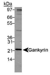 PSMD10 / Gankyrin Antibody - Detection of Gankyrin in HeLa lysate. ECL detection in 20 seconds.  This image was taken for the unconjugated form of this product. Other forms have not been tested.