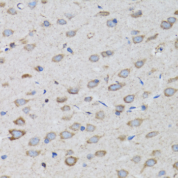 PSMD10 / Gankyrin Antibody - Immunohistochemistry of paraffin-embedded rat brain tissue.