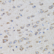 PSMD10 / Gankyrin Antibody - Immunohistochemistry of paraffin-embedded rat brain tissue.
