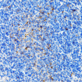 PSMD10 / Gankyrin Antibody - Immunohistochemistry of paraffin-embedded mouse spleen tissue.