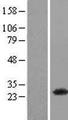 PSMD10 / Gankyrin Protein - Western validation with an anti-DDK antibody * L: Control HEK293 lysate R: Over-expression lysate