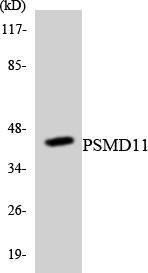 PSMD11 Antibody - Western blot analysis of the lysates from RAW264.7cells using PSMD11 antibody.