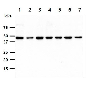 PSMD11 Antibody - The cell lysates (40ug) were resolved by SDS-PAGE, transferred to PVDF membrane and probed with anti-human PSMD11 antibody (1:1000). Proteins were visualized using a goat anti-mouse secondary antibody conjugated to HRP and an ECL detection system. Lane 1.: HeLa cell lysate Lane 2.: 293T cell lysate Lane 3.: U87-MG cell lysate Lane 4.: NIH-3T3 cell lysate Lane 5.: PC3 cell lysate Lane 6.: TF1 cell lysate Lane 7.: MCF7 cell lysate