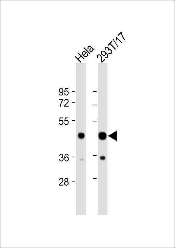 PSMD11 Antibody - All lanes: Anti-PSMD11 Antibody at 1:1000 dilution. Lane 1: HeLa whole cell lysate. Lane 2: 293T/17 whole cell lysate Lysates/proteins at 20 ug per lane. Secondary Goat Anti-Rabbit IgG, (H+L), Peroxidase conjugated at 1:10000 dilution. Predicted band size: 47 kDa. Blocking/Dilution buffer: 5% NFDM/TBST.