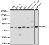 PSMD11 Antibody - Western blot analysis of extracts of various cell lines, using PSMD11 antibody at 1:2000 dilution. The secondary antibody used was an HRP Goat Anti-Rabbit IgG (H+L) at 1:10000 dilution. Lysates were loaded 25ug per lane and 3% nonfat dry milk in TBST was used for blocking. An ECL Kit was used for detection and the exposure time was 5s.