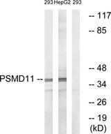 PSMD11 Antibody - Western blot analysis of extracts from 293 cells and HepG2 cells, using PSMD11 antibody.