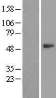 PSMD11 Protein - Western validation with an anti-DDK antibody * L: Control HEK293 lysate R: Over-expression lysate