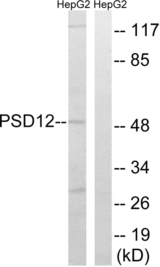 PSMD12 / Rpn5 Antibody - Western blot analysis of lysates from HepG2 cells, using PSMD12 Antibody. The lane on the right is blocked with the synthesized peptide.