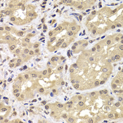 PSMD12 / Rpn5 Antibody - Immunohistochemistry of paraffin-embedded human kidney tissue.