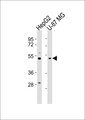 PSMD12 / Rpn5 Antibody - All lanes : Anti-PSMD12 Antibody at 1:1000 dilution Lane 1: HepG2 whole cell lysates Lane 2: U-87 MG whole cell lysates Lysates/proteins at 20 ug per lane. Secondary Goat Anti-Rabbit IgG, (H+L),Peroxidase conjugated at 1/10000 dilution Predicted band size : 53 kDa Blocking/Dilution buffer: 5% NFDM/TBST.