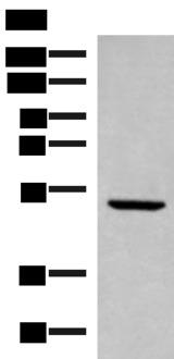 PSMD12 / Rpn5 Antibody - Western blot analysis of Rat heart tissue lysate  using PSMD12 Polyclonal Antibody at dilution of 1:300