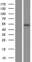 PSMD12 / Rpn5 Protein - Western validation with an anti-DDK antibody * L: Control HEK293 lysate R: Over-expression lysate