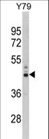 PSMD13 Antibody - Western blot of PSMD13 Antibody in Y79 cell line lysates (35 ug/lane). PSMD13 (arrow) was detected using the purified antibody.