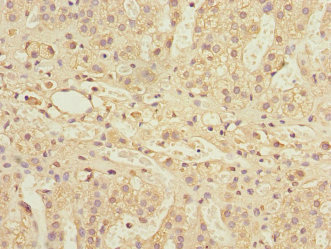 PSMD13 Antibody - Immunohistochemistry of paraffin-embedded human adrenal gland tissue at dilution 1:100