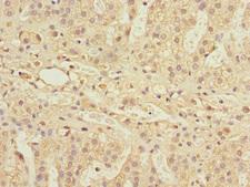 PSMD13 Antibody - Immunohistochemistry of paraffin-embedded human adrenal gland tissue at dilution 1:100