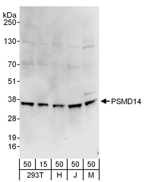 PSMD14 Antibody - Detection of Human and Mouse PSMD14 by Western Blot. Samples: Whole cell lysate from 293T (15 and 50 ug), HeLa (H; 50 ug), Jurkat (J; 50 ug) and mouse NIH3T3 (M; 50 ug) cells. Antibodies: Affinity purified rabbit anti-PSMD14 antibody used for WB at 0.4 ug/ml. Detection: Chemiluminescence with an exposure time of 30 seconds.