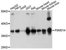 PSMD14 Antibody - Western blot analysis of extracts of various cell lines, using PSMD14 antibody at 1:1000 dilution. The secondary antibody used was an HRP Goat Anti-Rabbit IgG (H+L) at 1:10000 dilution. Lysates were loaded 25ug per lane and 3% nonfat dry milk in TBST was used for blocking. An ECL Kit was used for detection and the exposure time was 30s.
