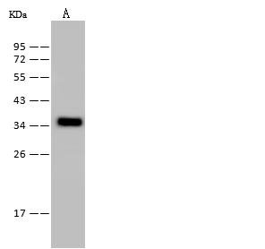 PSMD14 Antibody - Anti-PSMD14 rabbit polyclonal antibody at 1:500 dilution. Lane A: HepG2 Whole Cell Lysate. Lysates/proteins at 30 ug per lane. Secondary: Goat Anti-Rabbit IgG (H+L)/HRP at 1/10000 dilution. Developed using the ECL technique. Performed under reducing conditions. Predicted band size: 35 kDa. Observed band size: 35 kDa.