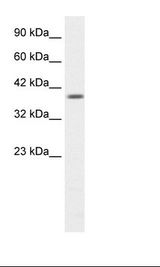 PSMD14 Antibody - HepG2 Cell Lysate.  This image was taken for the unconjugated form of this product. Other forms have not been tested.