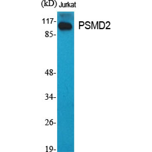 PSMD2 Antibody - Western blot of PSMD2 antibody