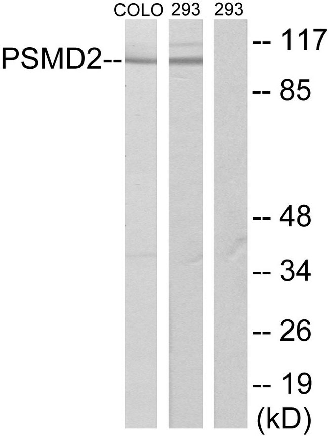 PSMD2 Antibody - Western blot analysis of lysates from COLO205 and 293 cells, using PSMD2 Antibody. The lane on the right is blocked with the synthesized peptide.