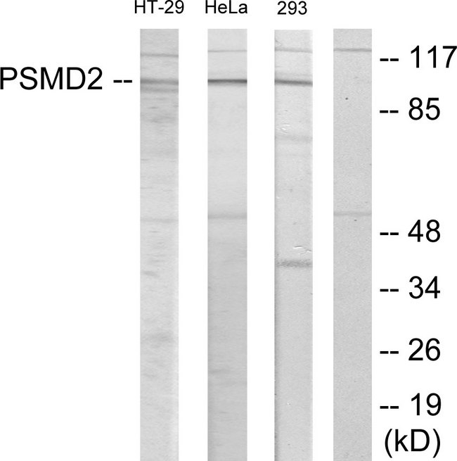 PSMD2 Antibody - Western blot analysis of lysates from HT-29, HeLa, and 293 cells, using PSMD2 Antibody. The lane on the right is blocked with the synthesized peptide.