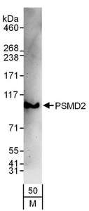 PSMD2 Antibody - Detection of Mouse PSMD2 by Western Blot. Samples: Whole cell lysate (50 ug) from NIH3T3 cells. Antibodies: Affinity purified rabbit anti-PSMD2 antibody used for WB at 0.4 ug/ml. Detection: Chemiluminescence with an exposure time of 3 minutes.