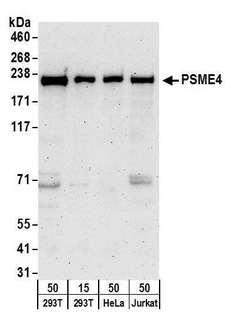 PSMD2 Antibody - Detection of human PSME4 by western blot. Samples: Whole cell lysate from HEK293T (15 and 50 µg), HeLa (50µg), and Jurkat (50µg) cells. Antibodies: Affinity purified rabbit anti-PSME4 antibody used for WB at 0.4 µg/ml. Detection: Chemiluminescence with an exposure time of 3 minutes.