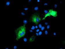 PSMD2 Antibody - Anti-PSMD2 mouse monoclonal antibody immunofluorescent staining of COS7 cells transiently transfected by pCMV6-ENTRY PSMD2.