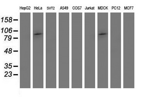 PSMD2 Antibody - Western blot of extracts (35 ug) from 9 different cell lines by using anti-PSMD2 monoclonal antibody (HepG2: human; HeLa: human; SVT2: mouse; A549: human; COS7: monkey; Jurkat: human; MDCK: canine; PC12: rat; MCF7: human).