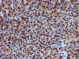 PSMD2 Antibody - IHC of paraffin-embedded Human pancreas tissue using anti-PSMD2 mouse monoclonal antibody.