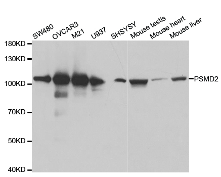 PSMD2 Antibody - Western blot analysis of extracts of various cell lines.