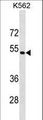 PSMD4 / RPN10 Antibody - PSMD4 Antibody western blot of K562 cell line lysates (35 ug/lane). The PSMD4 antibody detected the PSMD4 protein (arrow).