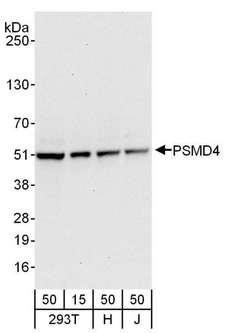 PSMD4 / RPN10 Antibody - Detection of Human PSMD4 by Western Blot. Samples: Whole cell lysate from 293T (15 and 50 ug), HeLa (H; 50 ug), and Jurkat (J; 50 ug) cells. Antibodies: Affinity purified rabbit anti-PSMD4 antibody used for WB at 0.1 ug/ml. Detection: Chemiluminescence with an exposure time of 10 seconds.