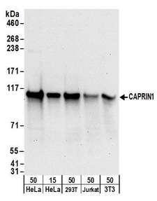 PSMD4 / RPN10 Antibody - Detection of human and mouse CAPRIN1 by western blot. Samples: Whole cell lysate from HeLa (15 and 50 µg), HEK293T (50µg), Jurkat (50µg), and mouse NIH 3T3 (50µg) cells. Antibodies: Affinity purified rabbit anti-CAPRIN1 antibody used for WB at 0.1 µg/ml. Detection: Chemiluminescence with an exposure time of 30 seconds.