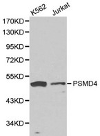 PSMD4 / RPN10 Antibody - Western blot of PSMD4 pAb in extracts from K562 and Jurkat cells.