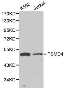 PSMD4 / RPN10 Antibody - Western blot of PSMD4 pAb in extracts from K562 and Jurkat cells.