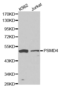 PSMD4 / RPN10 Antibody - Western blot analysis of K562 cell and jurkat cell lysate.