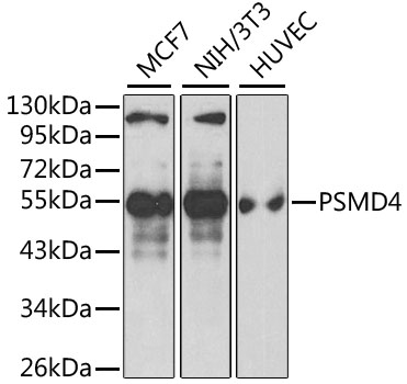 PSMD4 / RPN10 Antibody - Western blot analysis of extracts of various cell lines, using PSMD4 antibody at 1:1000 dilution. The secondary antibody used was an HRP Goat Anti-Rabbit IgG (H+L) at 1:10000 dilution. Lysates were loaded 25ug per lane and 3% nonfat dry milk in TBST was used for blocking. An ECL Kit was used for detection.