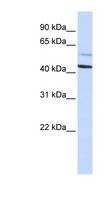 PSMD4 / RPN10 Antibody - PSMD4 antibody Western blot of HepG2 cell lysate. This image was taken for the unconjugated form of this product. Other forms have not been tested.