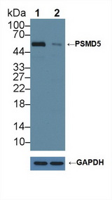 PSMD5 Antibody - Knockout Varification: Lane 1: Wild-type Jurkat cell lysate; Lane 2: PSMD5 knockout Jurkat cell lysate; Predicted MW: 51,56kd Observed MW: 50kd Primary Ab: 3µg/ml Rabbit Anti-Human PSMD5 Antibody Second Ab: 0.2µg/mL HRP-Linked Caprine Anti-Rabbit IgG Polyclonal Antibody