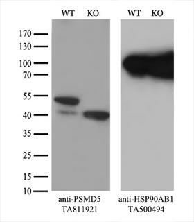 PSMD5 Antibody - Equivalent amounts of cell lysates  and PSMD5-Knockout HeLa cells  were separated by SDS-PAGE and immunoblotted with anti-PSMD5 monoclonal antibody. Then the blotted membrane was stripped and reprobed with anti-HSP90 antibody as a loading control.