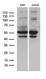 PSMD5 Antibody - Western blot analysis of extracts. (35ug) from 2 cell lines by using anti-PSMD5 monoclonal antibody. (1:500)