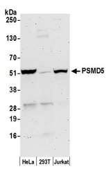 PSMD5 Antibody - Detection of human PSMD5 by western blot. Samples: Whole cell lysate (50 µg) from HeLa, HEK293T, and Jurkat cells prepared using NETN lysis buffer. Antibody: Affinity purified rabbit anti-PSMD5 antibody used for WB at 0.1 µg/ml. Detection: Chemiluminescence with an exposure time of 3 minutes.