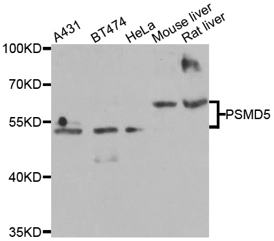 PSMD5 Antibody - Western blot analysis of extracts of various cell lines.