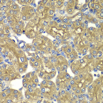 PSMD5 Antibody - Immunohistochemistry of paraffin-embedded rat kidney tissue.