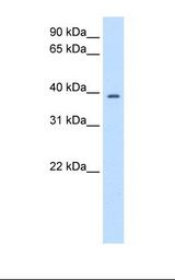 PSMD6 Antibody - Transfected 293T cell lysate. Antibody concentration: 2.5 ug/ml. Gel concentration: 12%.  This image was taken for the unconjugated form of this product. Other forms have not been tested.